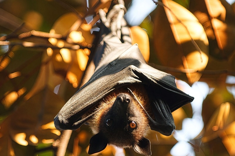 Bat hanging upside down with brown leaves in the background.